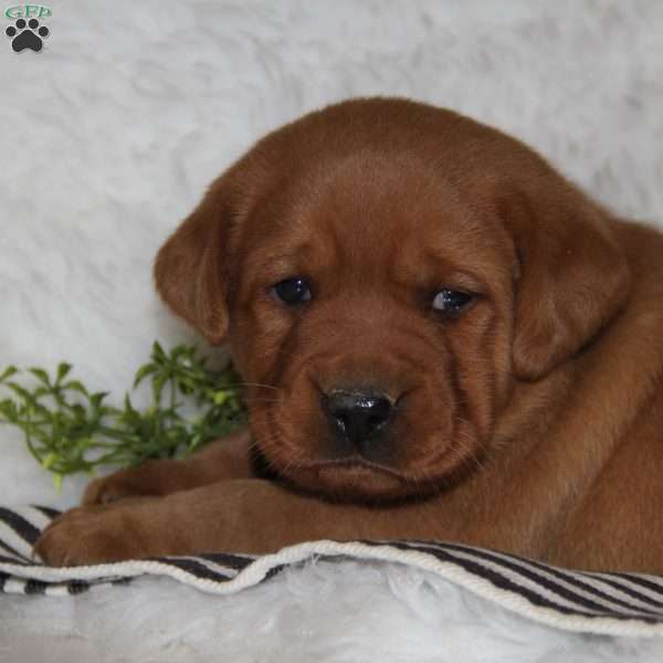 Cooper, Fox Red Labrador Retriever Puppy